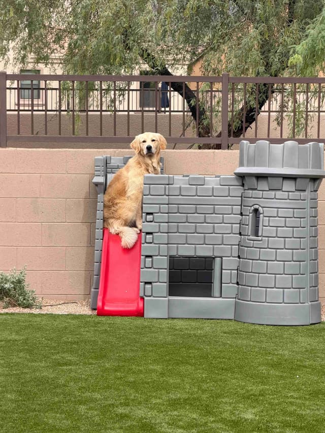 Amazingly Sweet Golden Retriever Puppies media 12