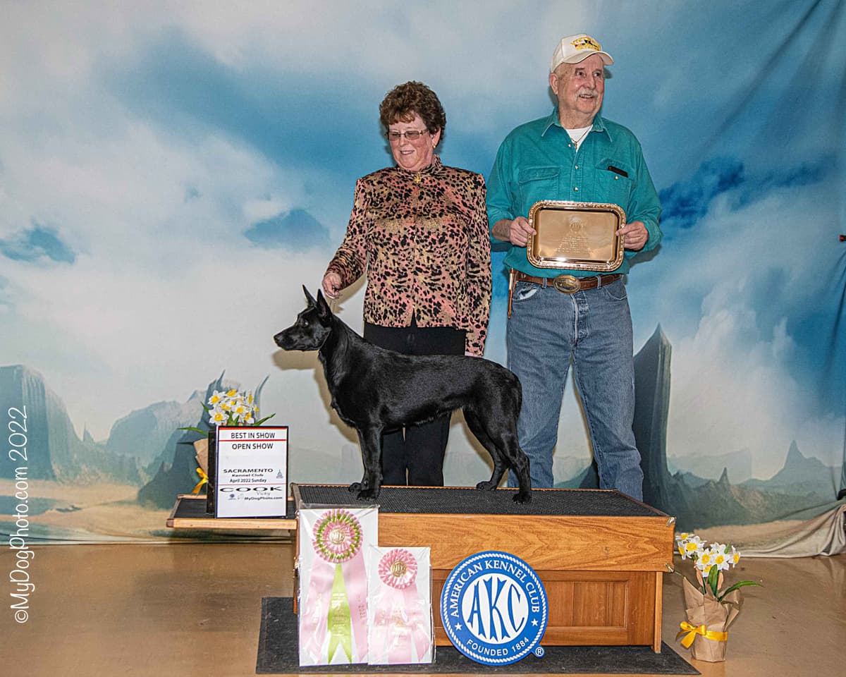 Australian Kelpie Puppies breeder image 1