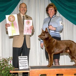 Australian Kelpie Puppies breeder image 4