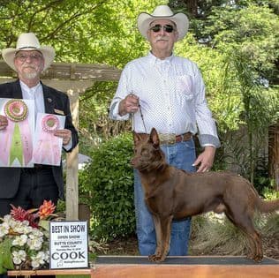 Australian Kelpie Puppies breeder image 5