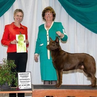 Australian Kelpie Puppies breeder image 6