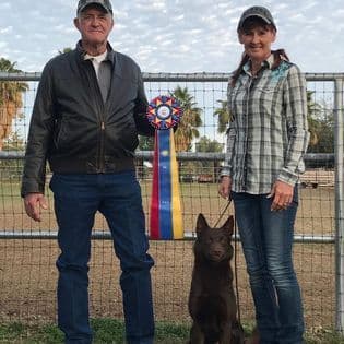 Australian Kelpie Puppies breeder image 7