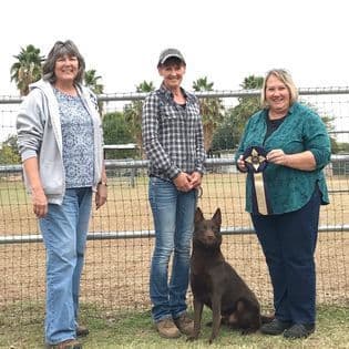 Australian Kelpie Puppies breeder image 9