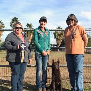 Australian Kelpie Puppies breeder image 10