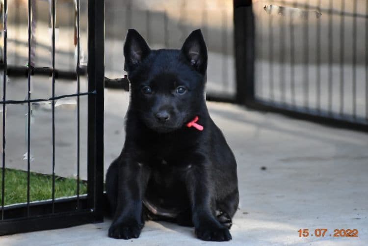 Australian Kelpie Puppies breeder image 12