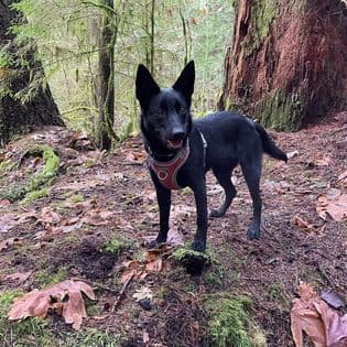 Australian Kelpie Puppies breeder image 14