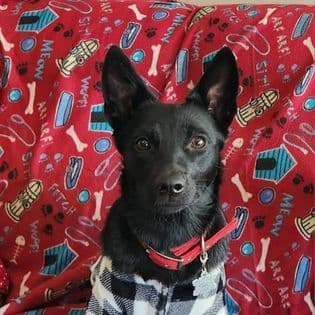 Australian Kelpie Puppies breeder image 15
