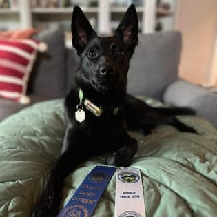 Australian Kelpie Puppies breeder image 16