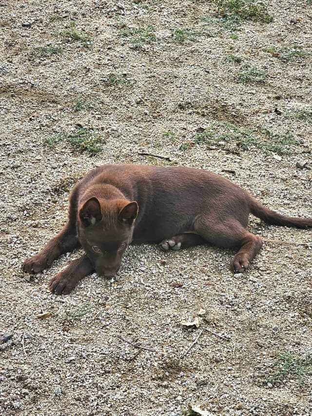 Australian Kelpie Puppies media 4