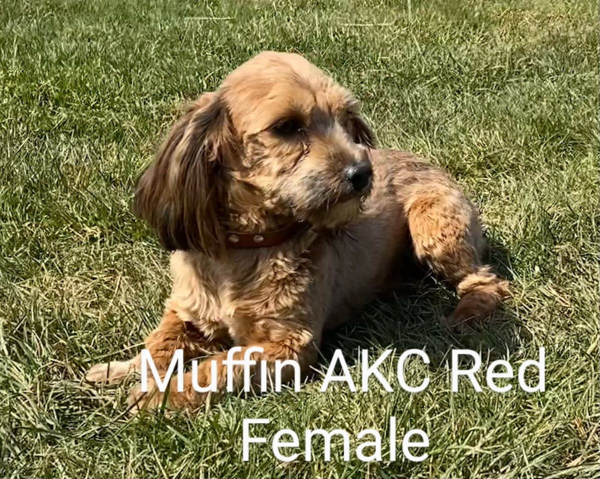 Red Sable & White Parti-Color Male breeder image 1