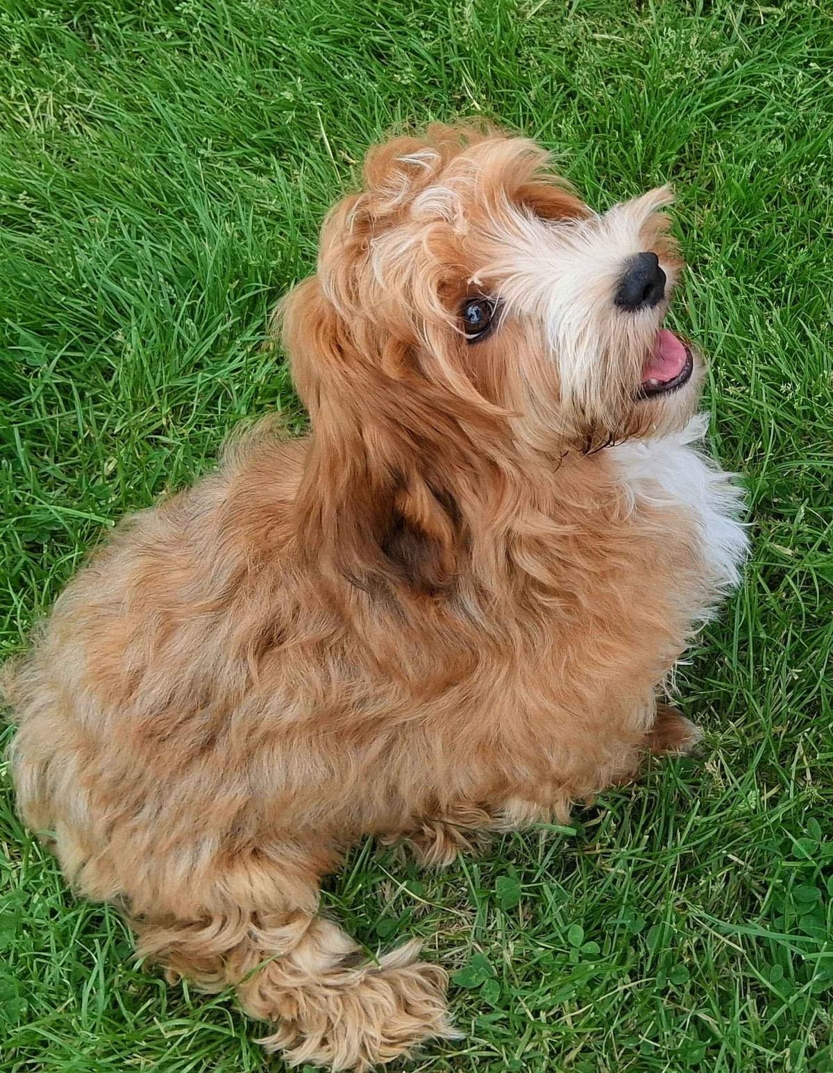 Red Sable & White Parti-Color Male breeder image 2