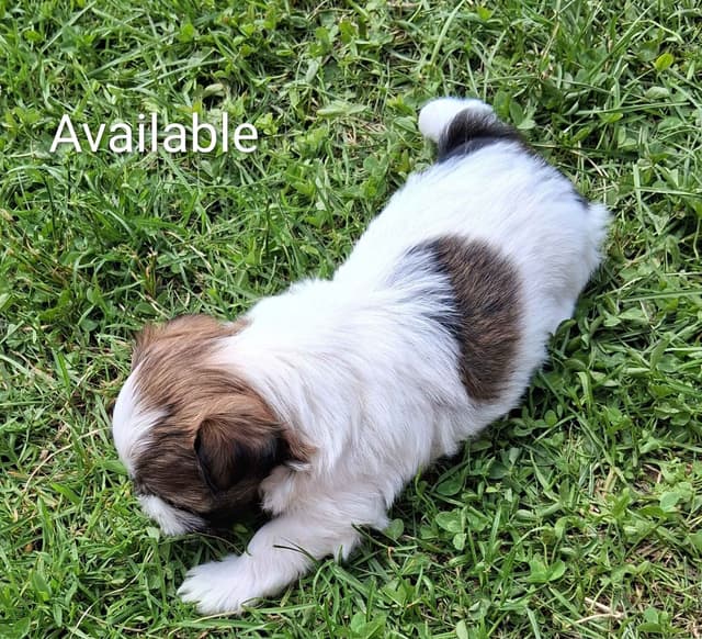 Red Sable & White Parti-Color Male media 2