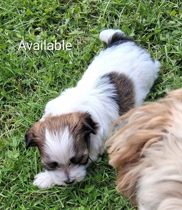 Red Sable & White Parti-Color Male media 3