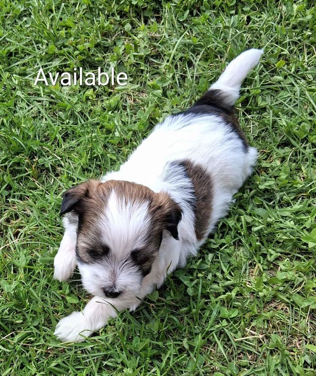 Red Sable & White Parti-Color Male media 5