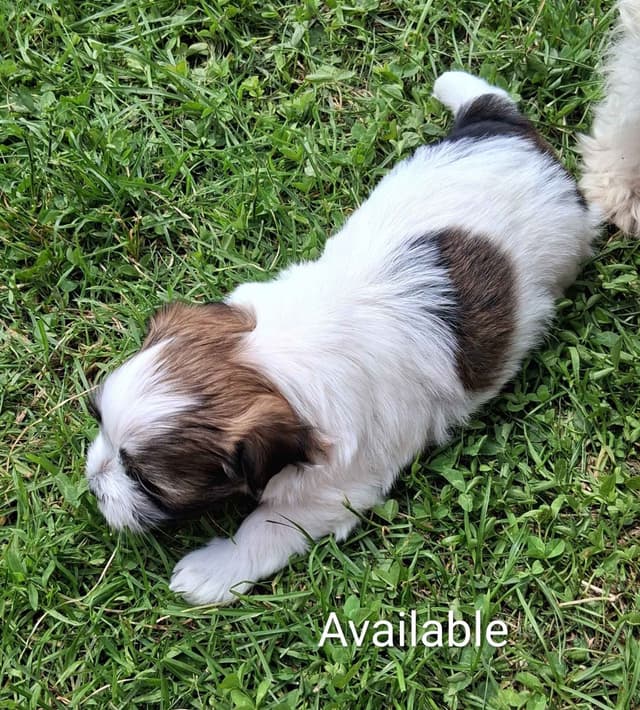 Red Sable & White Parti-Color Male media 4