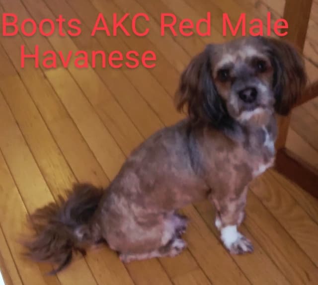 Red Sable & White Parti-Color Male media 6