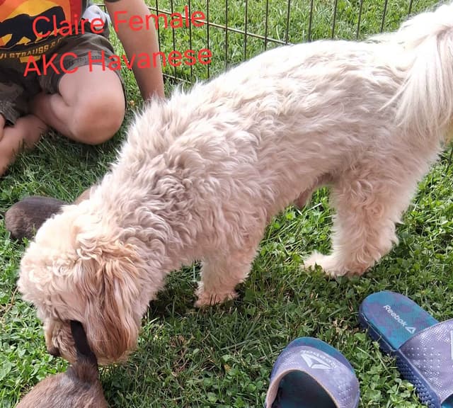 Red Sable & White Parti-Color Male media 7