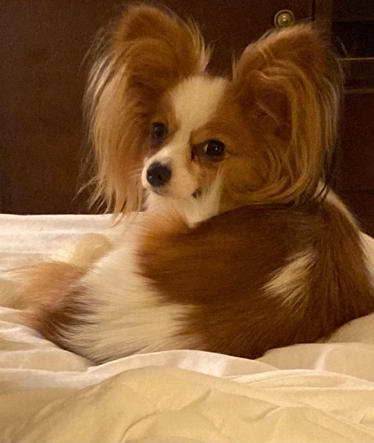 Papillon Puppies breeder image 1