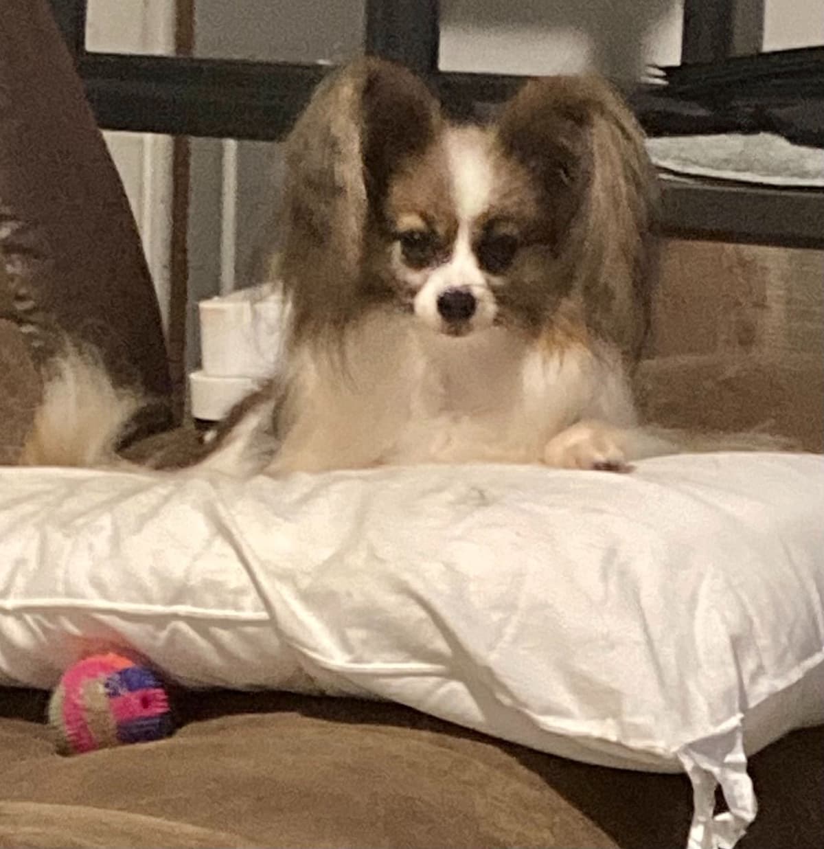 Papillon Puppies breeder image 3
