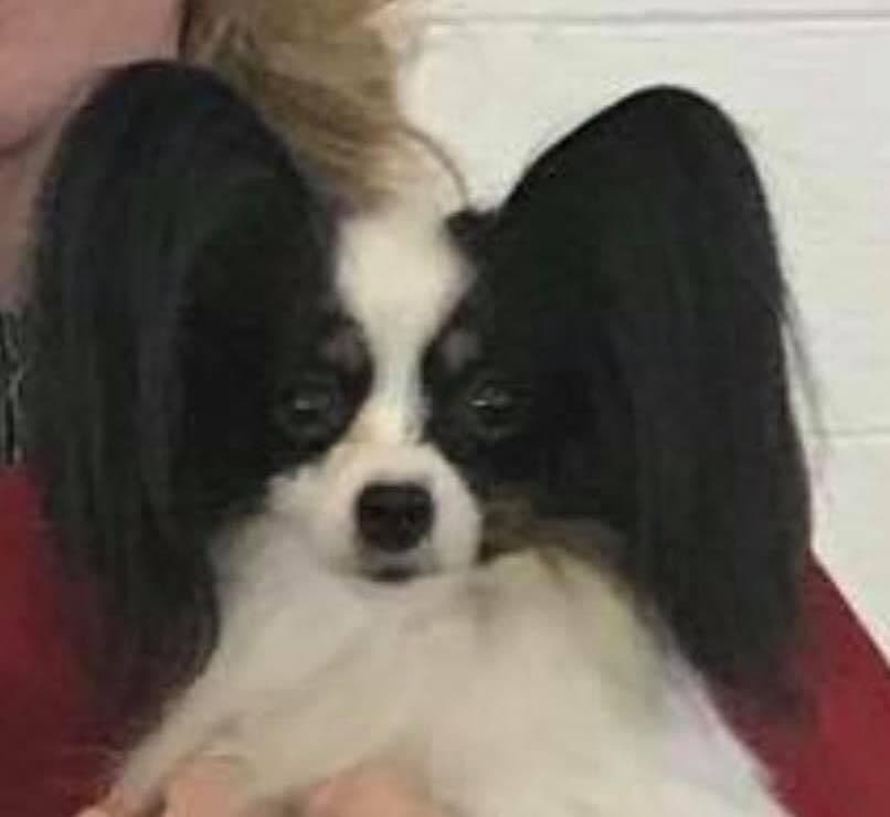 Papillon Puppies breeder image 4