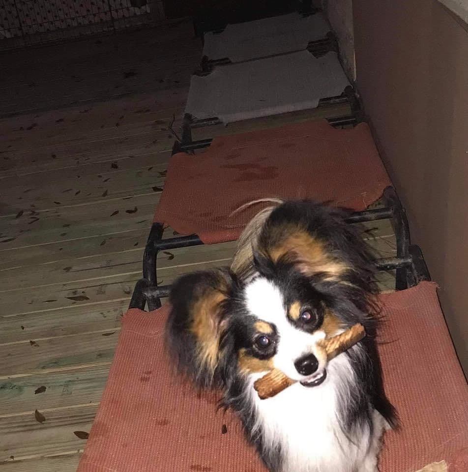 Papillon Puppies breeder image 6