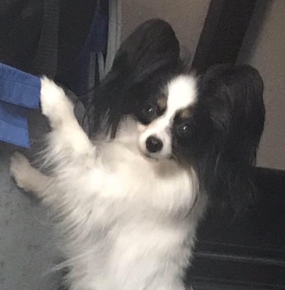 Papillon Puppies breeder image 5