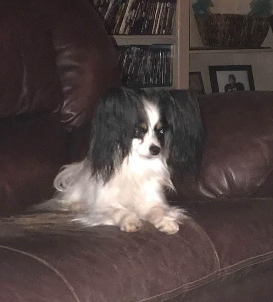 Papillon Puppies breeder image 7