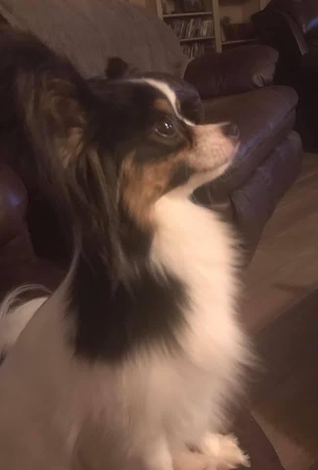 Papillon Puppies breeder image 8