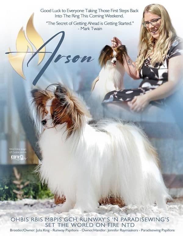 Papillon Puppies breeder image 10