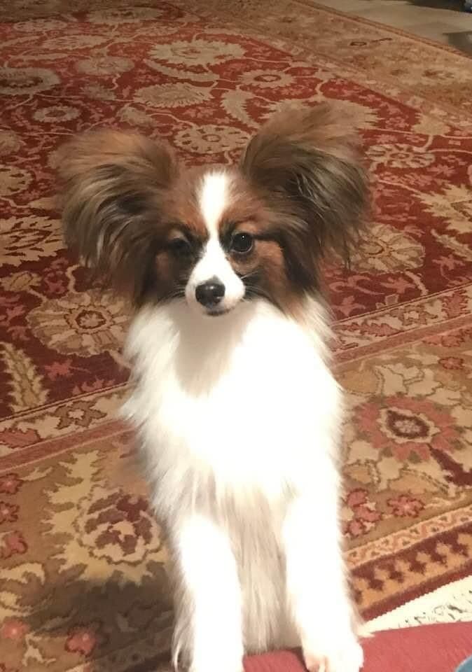 Papillon Puppies breeder image 9