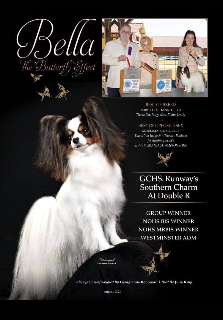 Papillon Puppies breeder image 14