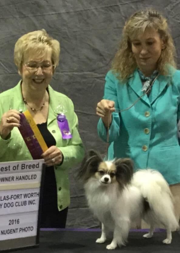 Papillon Puppies breeder image 15