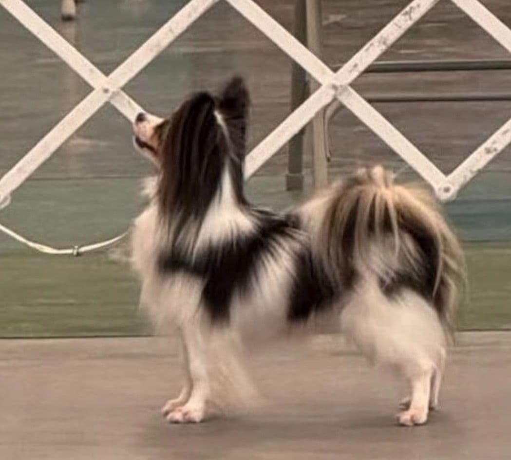 Papillon Puppies breeder image 16