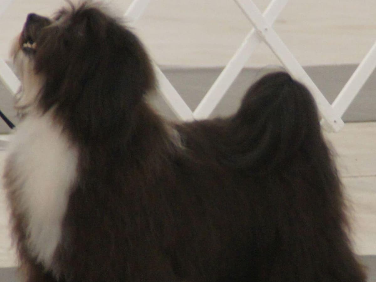 Havanese Puppies breeder image 1