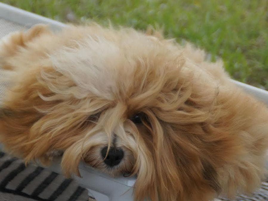 Havanese Puppies breeder image 26