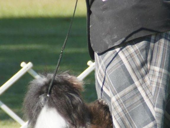 Havanese Puppies breeder image 25