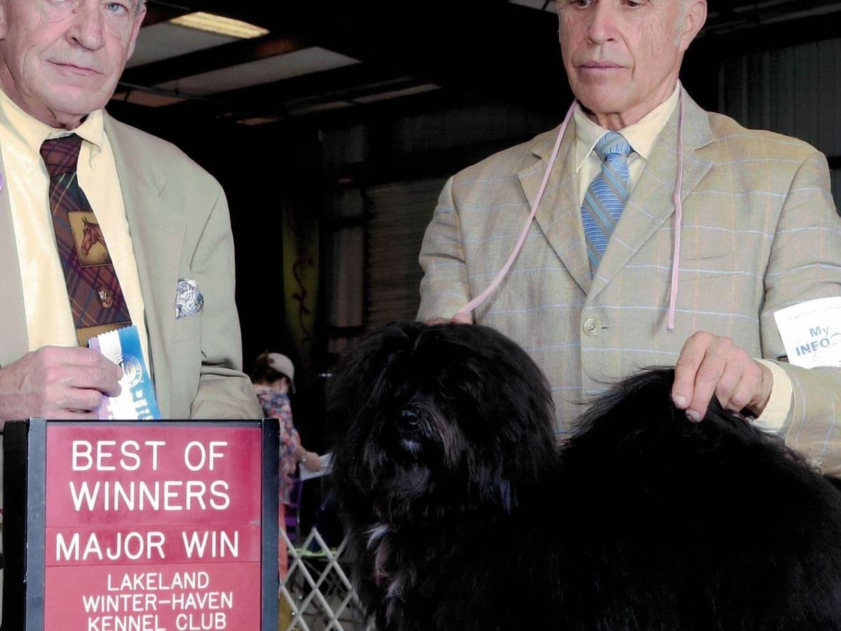 Havanese Puppies breeder image 23