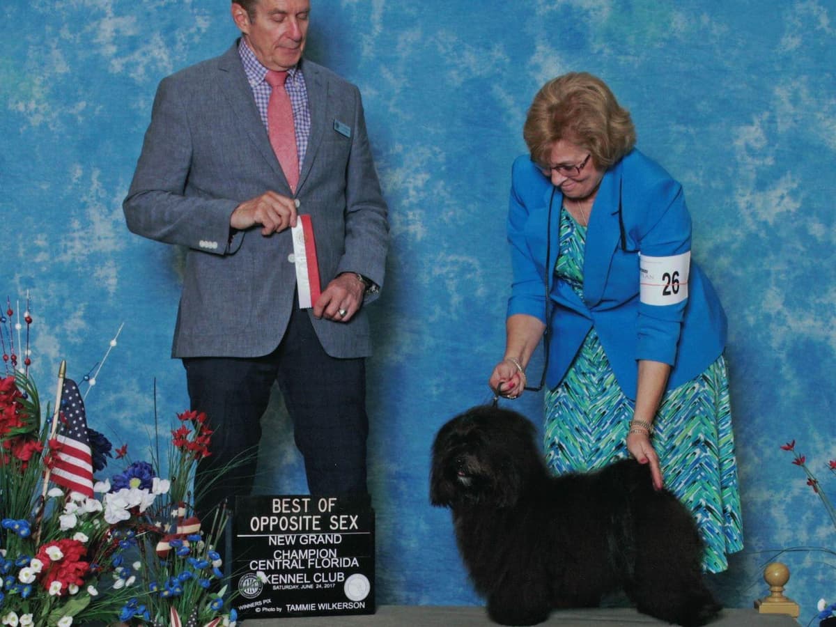 Havanese Puppies breeder image 22