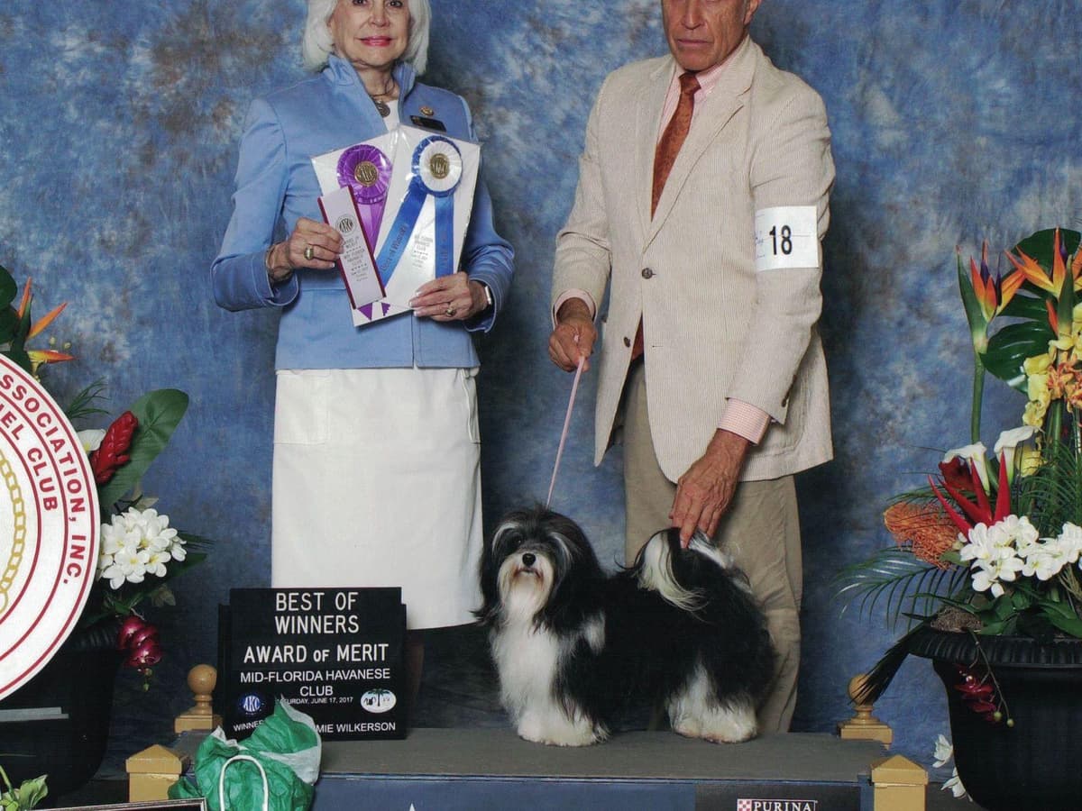 Havanese Puppies breeder image 21