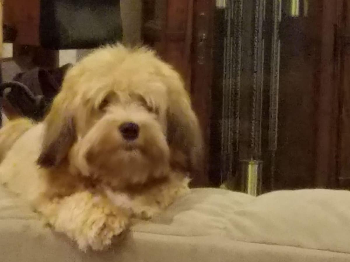Havanese Puppies breeder image 19