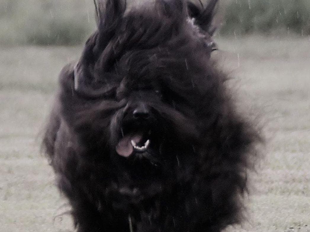 Havanese Puppies breeder image 18