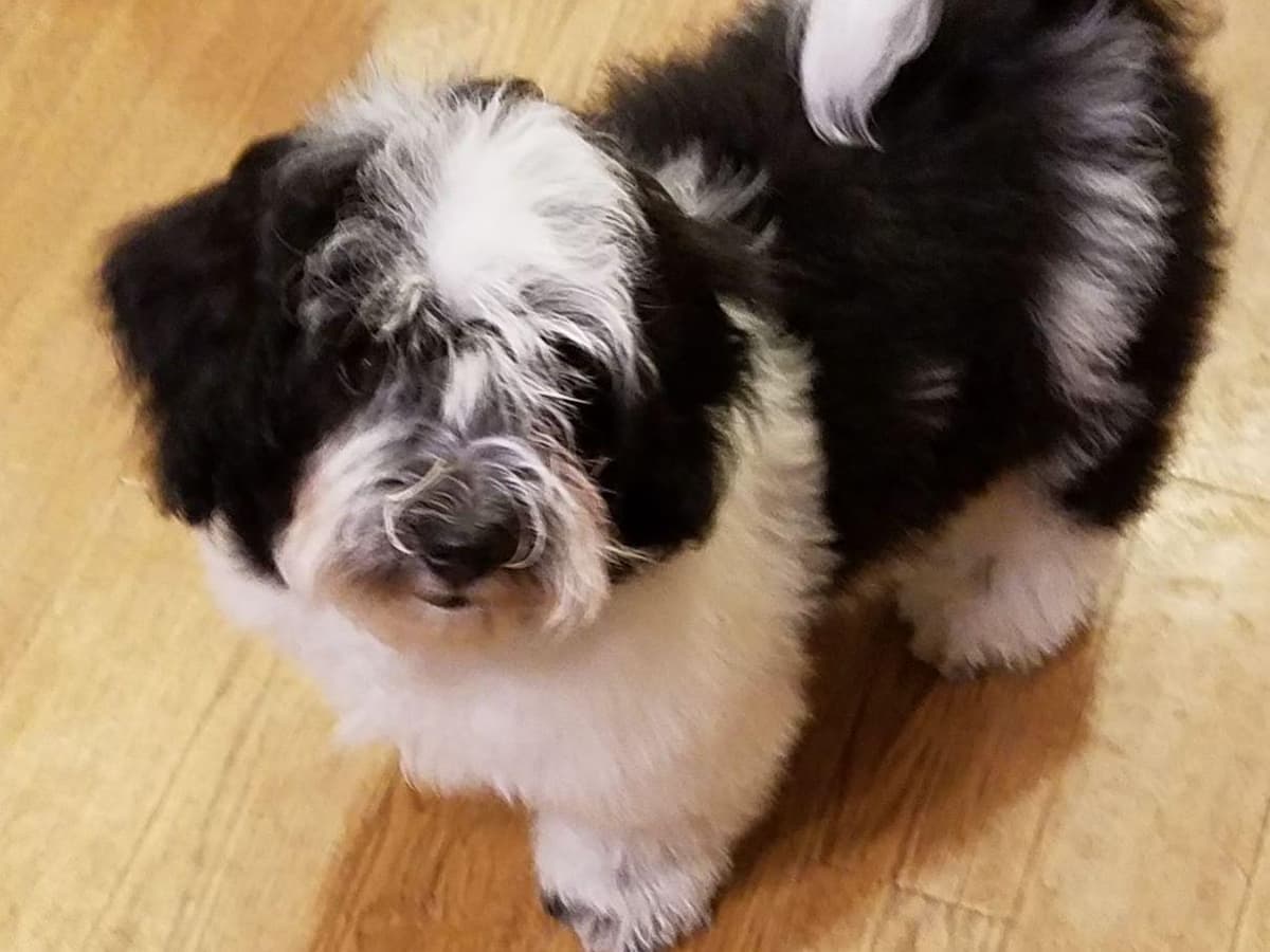 Havanese Puppies breeder image 17