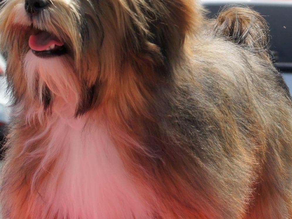 Havanese Puppies breeder image 16