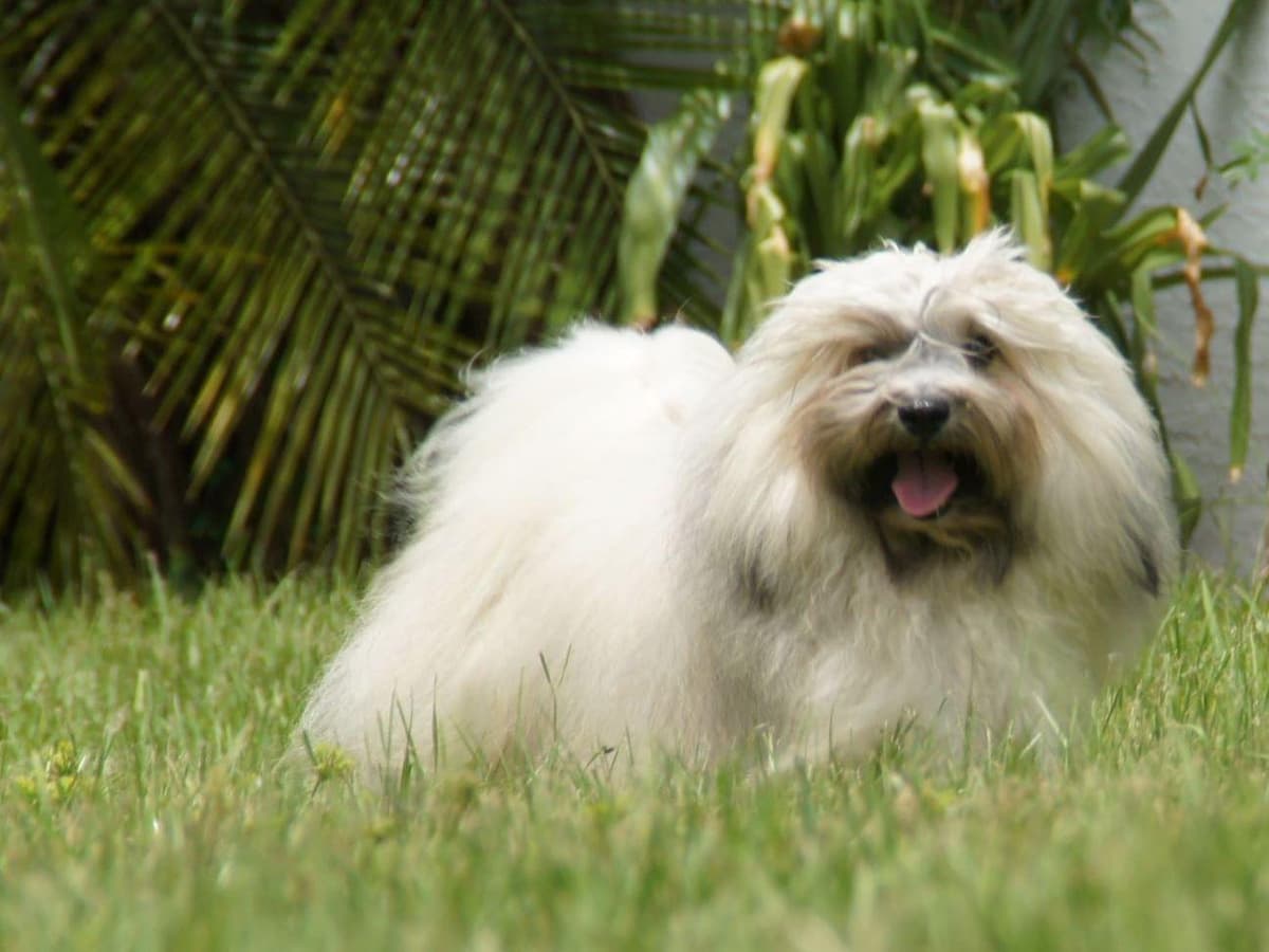 Havanese Puppies breeder image 13