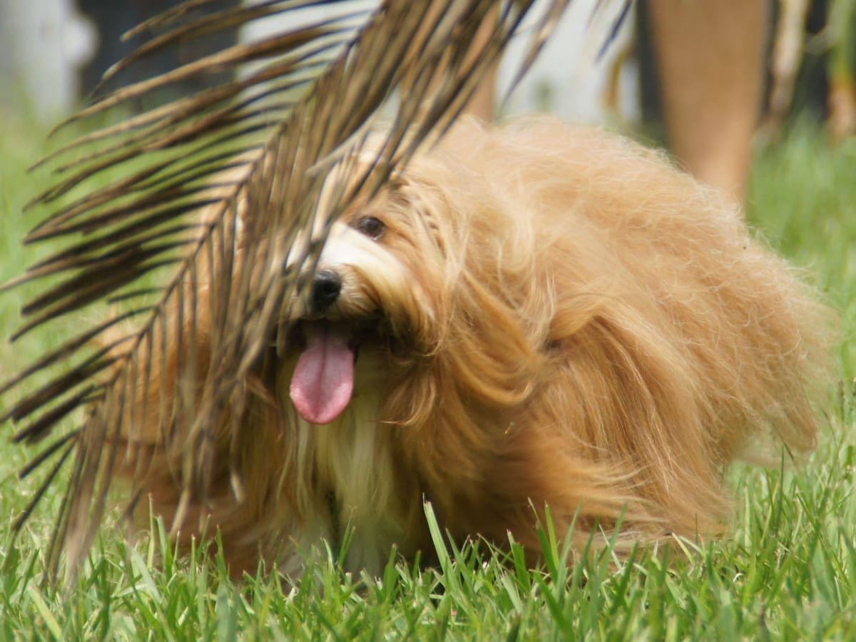 Havanese Puppies breeder image 12