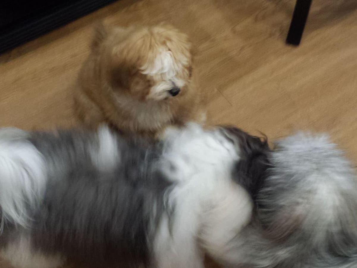 Havanese Puppies breeder image 11