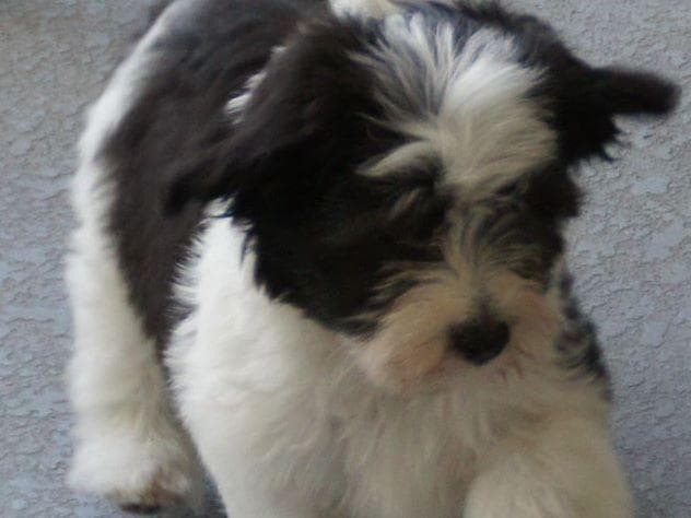 Havanese Puppies breeder image 10