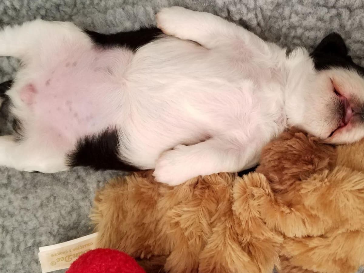 Havanese Puppies breeder image 9