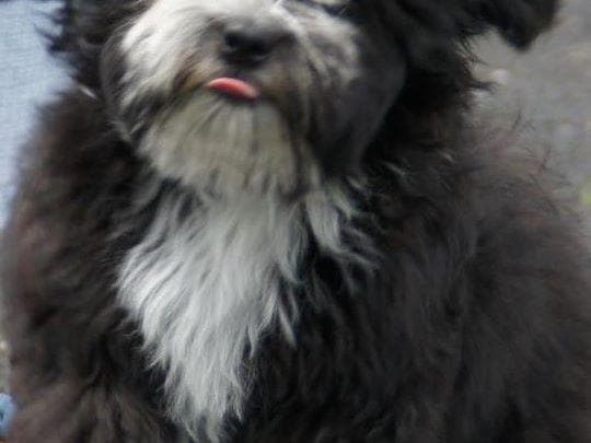 Havanese Puppies breeder image 8