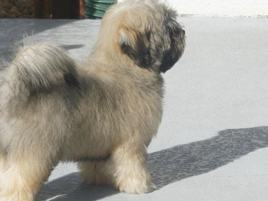 Havanese Puppies breeder image 7